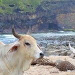This untouched land of Coffee Bay and the Transkei is a golden treasure located on the Eastern Coast province.