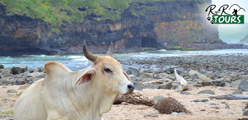 This untouched land of Coffee Bay and the Transkei is a golden treasure located on the Eastern Coast province.