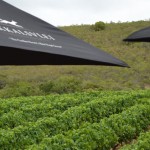 Jakkalsvlei Wine Estate Tour